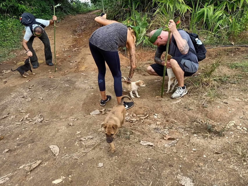 1 Day trekking : Chiang Rai popular activity,Fun in Nature. - Tea plantation views after the forest