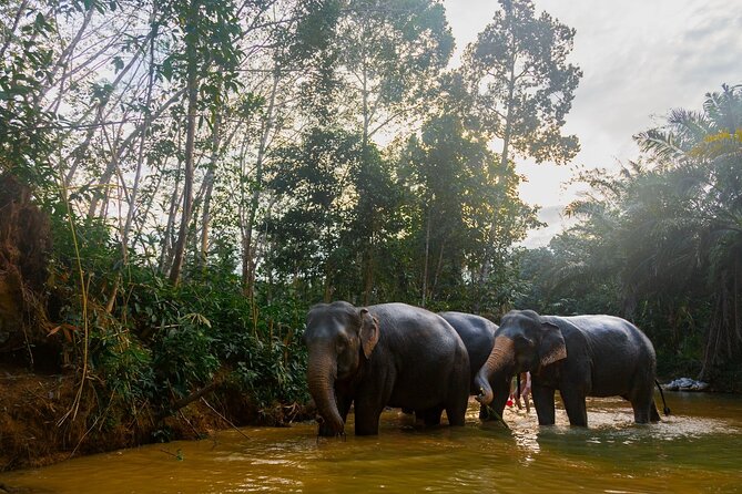 2-Hour Guided Eco-Tour & Transfer to Khaolak Elephant Sanctuary - Key points before you book