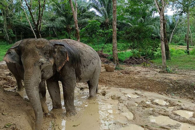 2-Hour Guided Eco-Tour & Transfer to Khaolak Elephant Sanctuary - What the two-hour Khao Lak elephant tour is really about