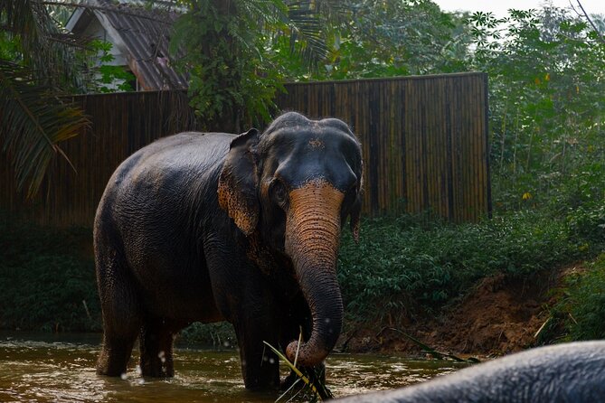 2-Hour Guided Eco-Tour & Transfer to Khaolak Elephant Sanctuary - Small groups, hotel transfers, and the $74.97 price