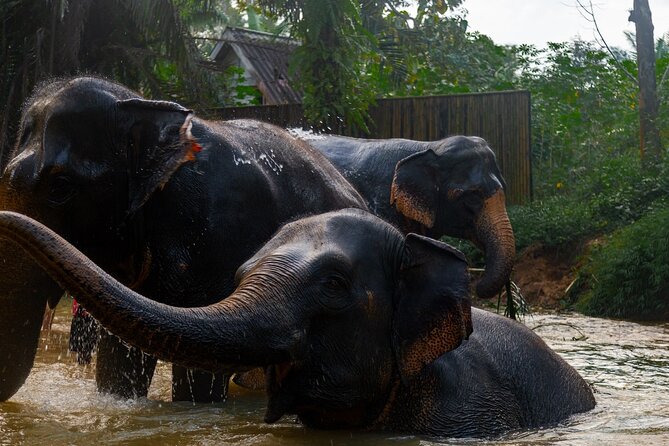 2-Hour Guided Eco-Tour & Transfer to Khaolak Elephant Sanctuary - Preparing elephant food instead of watching a performance