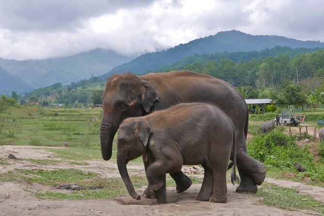 3-in-1: Doi Inthanon Tour, Elephant Sanctuary, and Trekking Trail - Coffee at Ban Mae Klang Luang