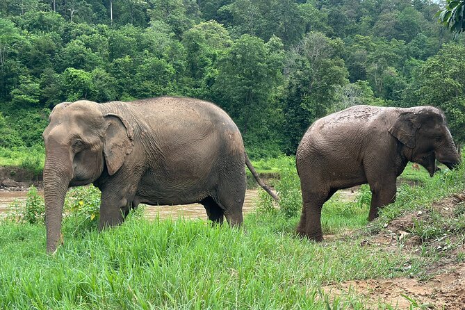 4 in 1 Elephants Long Neck Rafting and Sticky Waterfall Tour - Sticky Waterfall, where limestone becomes a staircase