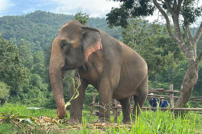 4 in 1 Elephants Long Neck Rafting and Sticky Waterfall Tour - The elephant sanctuary and a better kind of encounter