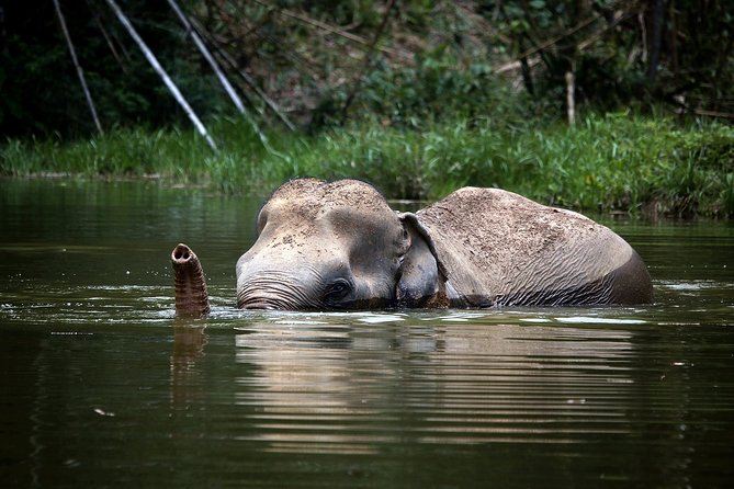 A Morning with the Elephants at Phuket Elephant Sanctuary - Starting at the Tree Top Sanctuary