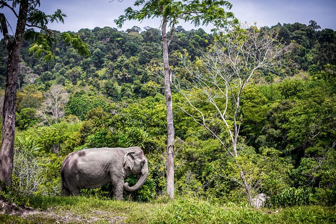 A Morning with the Elephants at Phuket Elephant Sanctuary - Meeting elephants with their mahouts