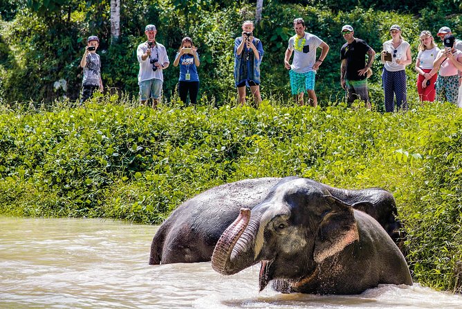 A Morning with the Elephants at Phuket Elephant Sanctuary - Timing, group size, and transport choices