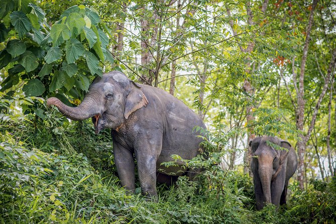 A Morning with the Elephants at Phuket Elephant Sanctuary - Boots, umbrellas, and practical preparation