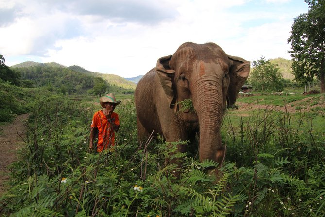 A stunning 11 Day Tuk Tuk Adventure in Northern Thailand - with driver - Days 1 and 2: Mae Wang and an ethical elephant visit