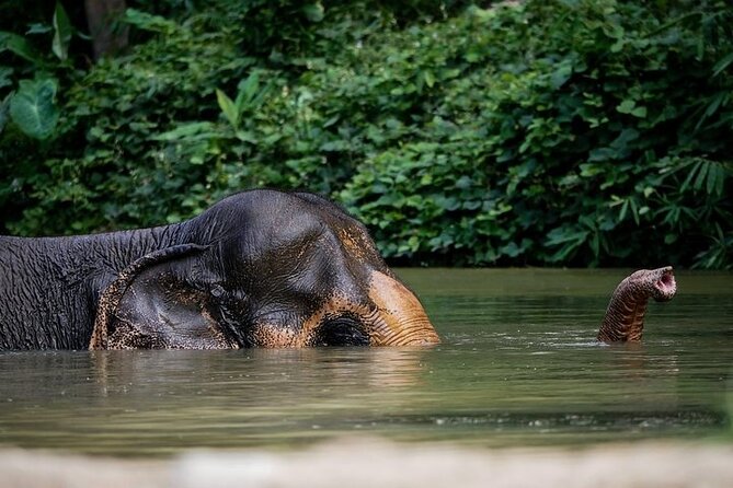 An Afternoon with the Elephants at Phuket Elephant Sanctuary - Key points to know before you book