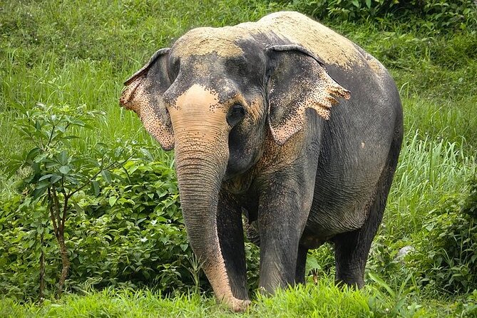 An Afternoon with the Elephants at Phuket Elephant Sanctuary - Starting at 1:30 pm with snacks and a short film