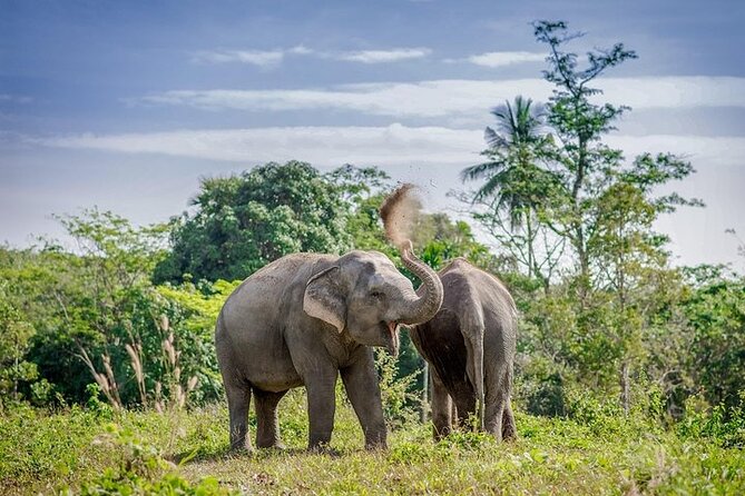 An Afternoon with the Elephants at Phuket Elephant Sanctuary - Walking the canopy route across 30 acres