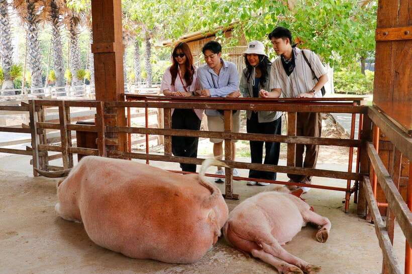 Bangkok: Damnoen Saduak and Train Market with Boat Ride - Key points before you book