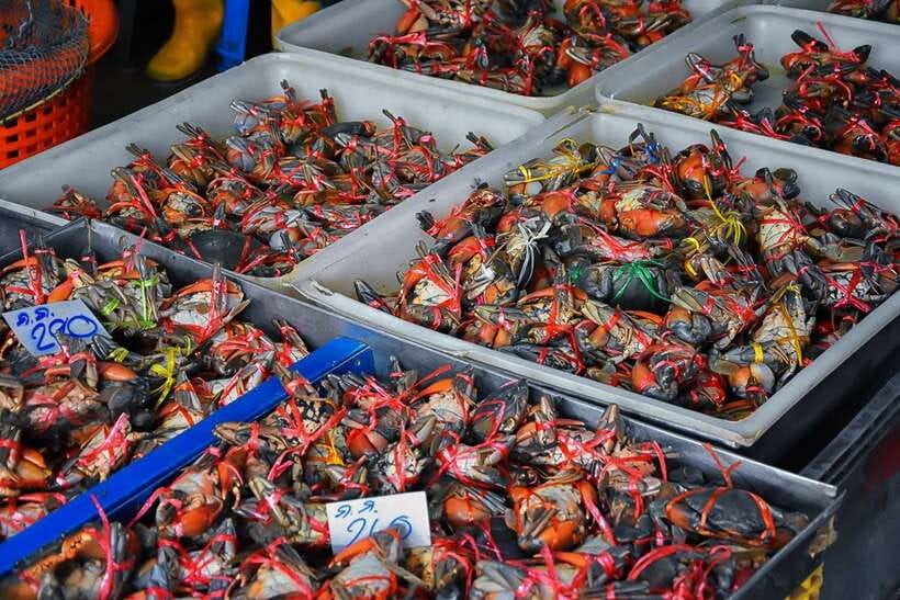 Bangkok: Damnoen Saduak Market and Maeklong Railway Market - The paddleboat ride leads into Damnoen Saduak