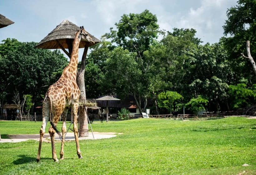 Bangkok/Pattaya: Khao Kheow Zoo Private Tour with Pickup - Key points to know before booking
