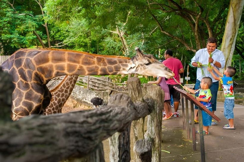 Bangkok/Pattaya: Khao Kheow Zoo Private Tour with Pickup - Why this private zoo trip works so well