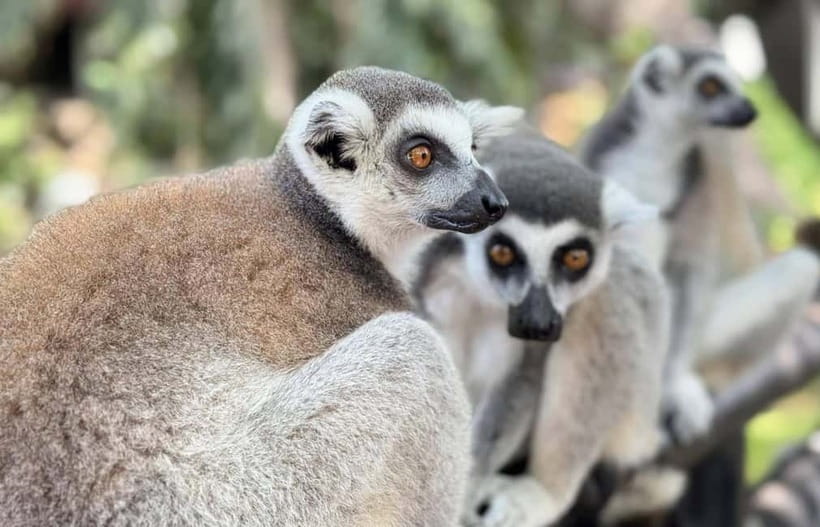Bangkok/Pattaya: Khao Kheow Zoo Private Tour with Pickup - The Green Zone: walking, tram, or golf cart
