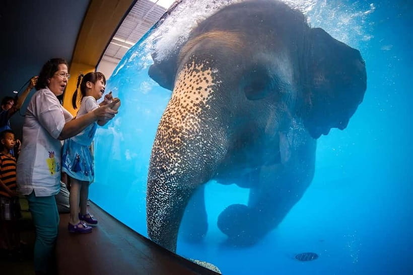 Bangkok/Pattaya: Khao Kheow Zoo Private Tour with Pickup - Pickup from Bangkok or Pattaya