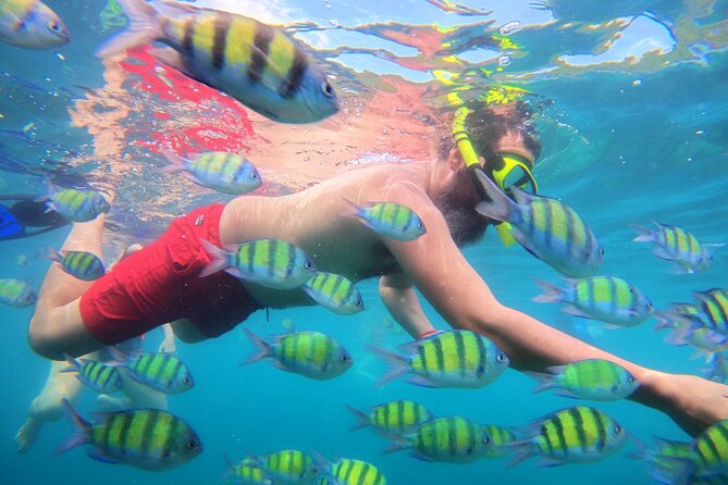 Best of Phi Phi Islands Snorkeling Tour from Phuket - Snorkeling around Phi Phi Leh