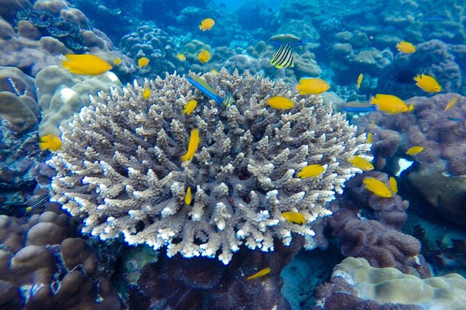 Best of Phi Phi Islands Snorkeling Tour from Phuket - Viking Cave: a story from the water
