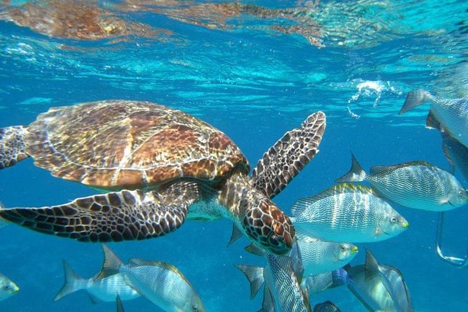 Best Seller - Surin Islands Snorkeling Trip from Khao Lak - Five useful things to know before booking
