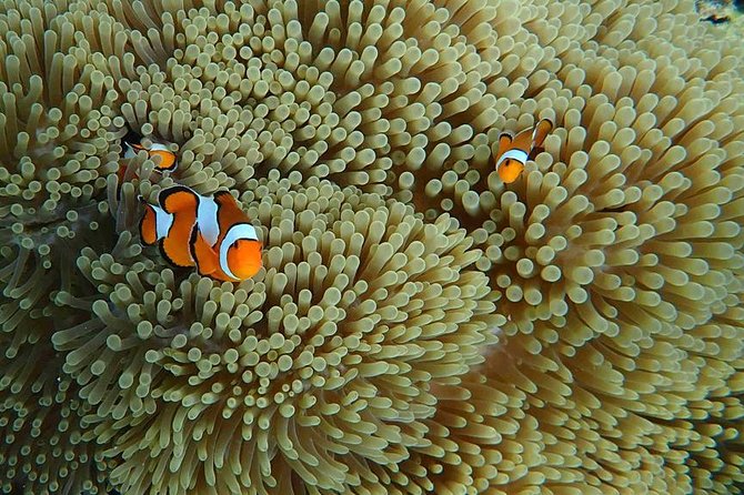 Best Seller - Surin Islands Snorkeling Trip from Khao Lak - Is the $106.54 price good value?