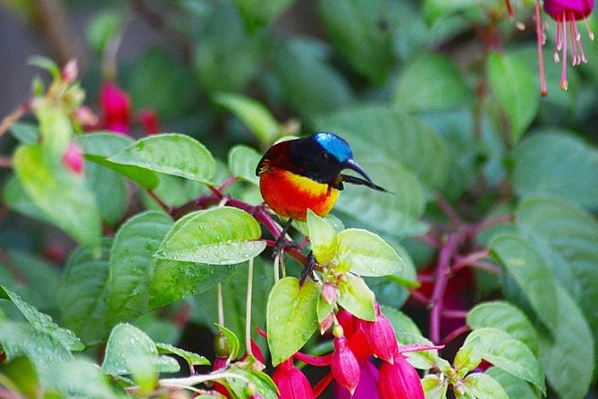 Bird Watching Doi Inthanon - Key points to know before you book