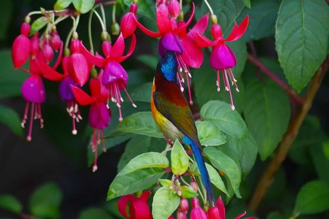 Bird Watching Doi Inthanon - Why Doi Inthanon is such a good birding choice