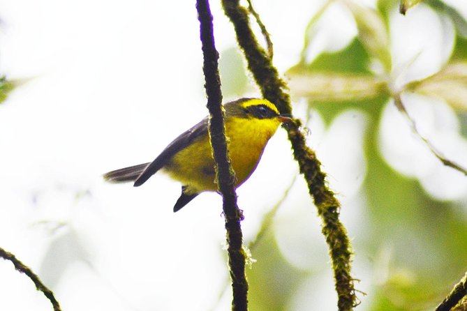 Bird Watching Doi Inthanon - First birding areas at different elevations