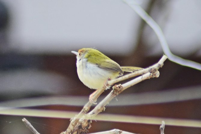 Bird Watching Doi Inthanon - Climbing toward the summit