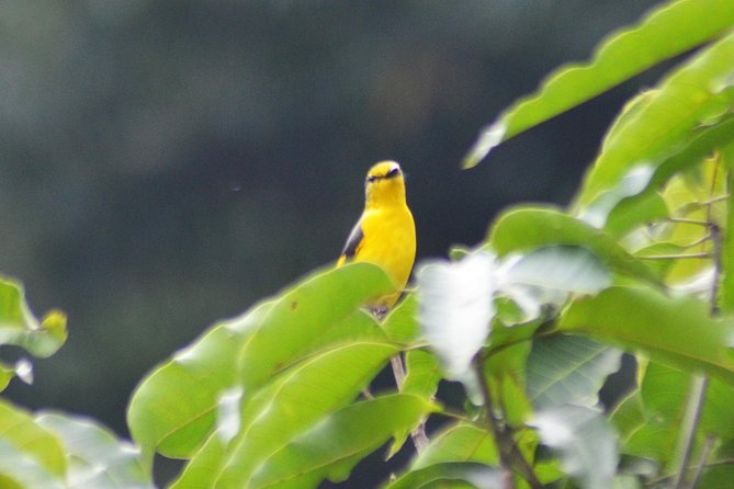 Bird Watching Doi Inthanon - What Joe adds to the day
