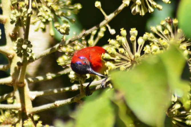 Bird Watching Doi Inthanon - Lunch and the return toward Chiang Mai