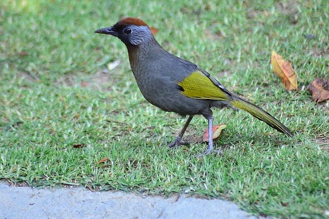 Bird Watching Doi Inthanon - Breakfast near the national park