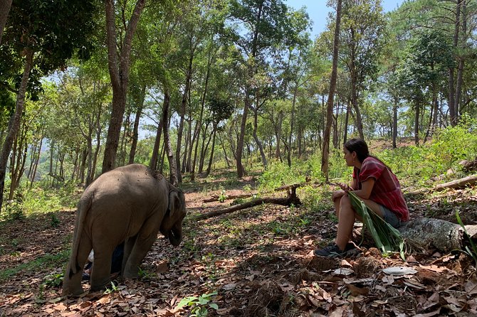 Care Pride Elephants: Full-Day Tour Experience - Key points to know before booking