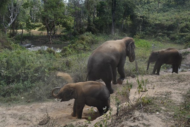 Care Pride Elephants: Full-Day Tour Experience - Why the family-run setting matters