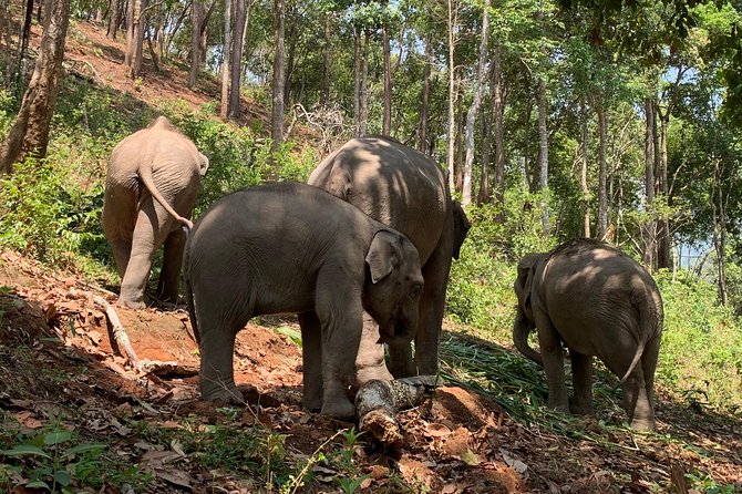 Care Pride Elephants: Full-Day Tour Experience - Homemade Thai lunch with time to slow down