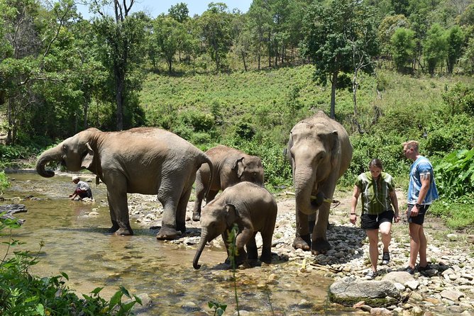 Care Pride Elephants: Full-Day Tour Experience - The mud bath and river rinse