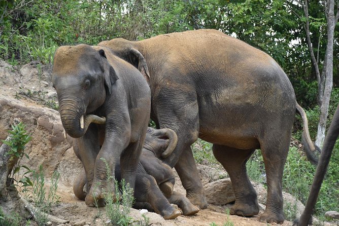 Care Pride Elephants: Full-Day Tour Experience - How personal is the experience?