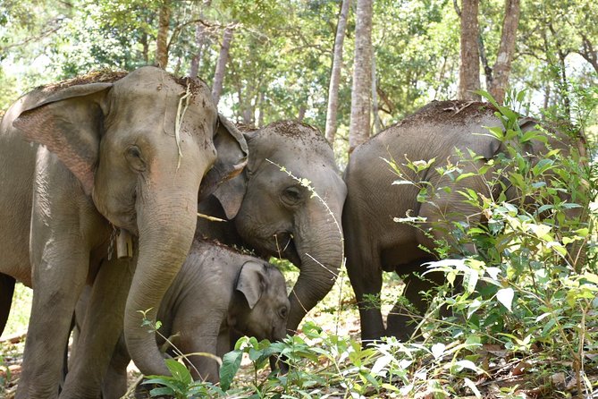 Care Pride Elephants: Full-Day Tour Experience - The guides and family atmosphere