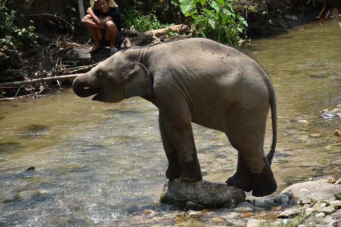 Care Pride Elephants: Full-Day Tour Experience - Feeding the elephants at the start