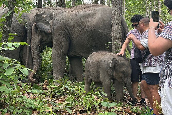 Chiang Mai 1 Day: Elephant Sanctuary, Waterfall & Bamboo Rafting - Key points to know before you book