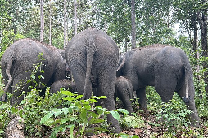 Chiang Mai 1 Day: Elephant Sanctuary, Waterfall & Bamboo Rafting - Why this Chiang Mai day trip works