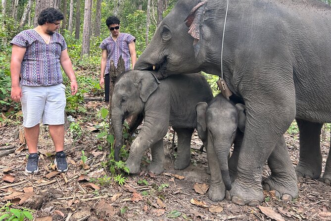 Chiang Mai 1 Day: Elephant Sanctuary, Waterfall & Bamboo Rafting - Feeding elephants at the Karen sanctuary