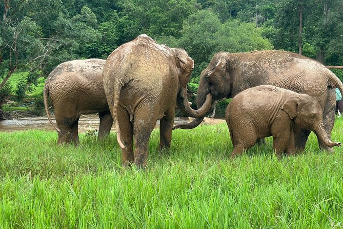 Chiang Mai 3 in 1 Zipline, Elephants and Sticky Waterfall - Climbing Bua Thong Sticky Waterfall