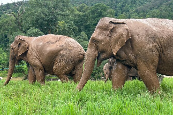 Chiang Mai 3 in 1 Zipline, Elephants and Sticky Waterfall - Who will enjoy this full-day combination