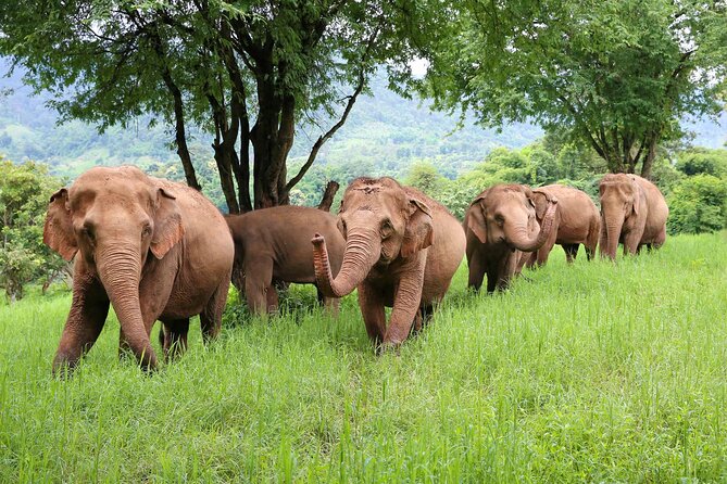 Chiang Mai ATV White Water Rafting and Elephant Sanctuary Full-Day Trip - A full day beyond Chiang Mai