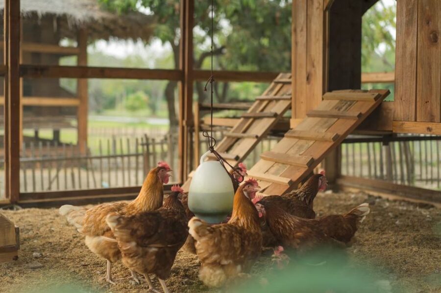 Chiang Mai: Authentic Cooking Class with Market & Farm Visit - Fresh ingredients, flexible flavors, and dietary needs