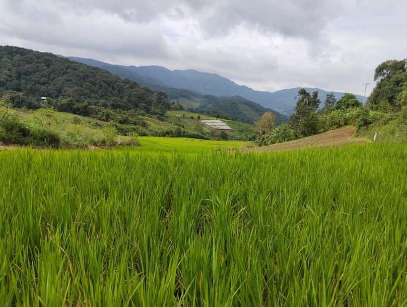 Chiang Mai Authentic Trekking - Key points to know before booking