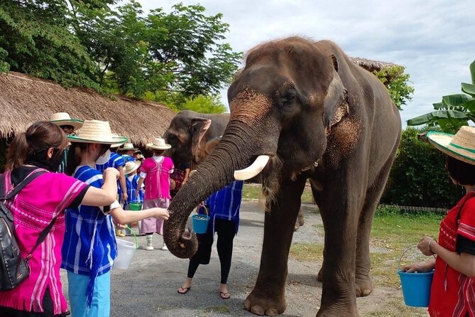 Chiang Mai Chapulin Elephant Care and Sticky Waterfall - Key points at a glance