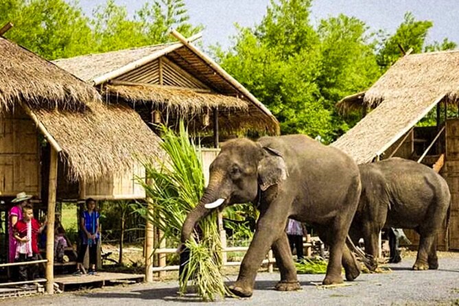 Chiang Mai Chapulin Elephant Care and Sticky Waterfall - Walking with elephants through the jungle
